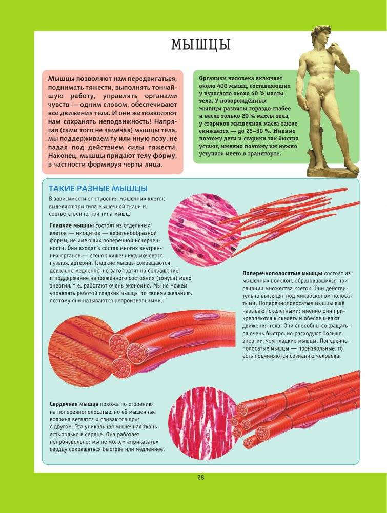 Анатомия мышц лица
