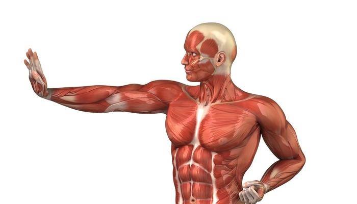 Какая самая сильная мышца у человека в организме – выясняем вместе с детьми