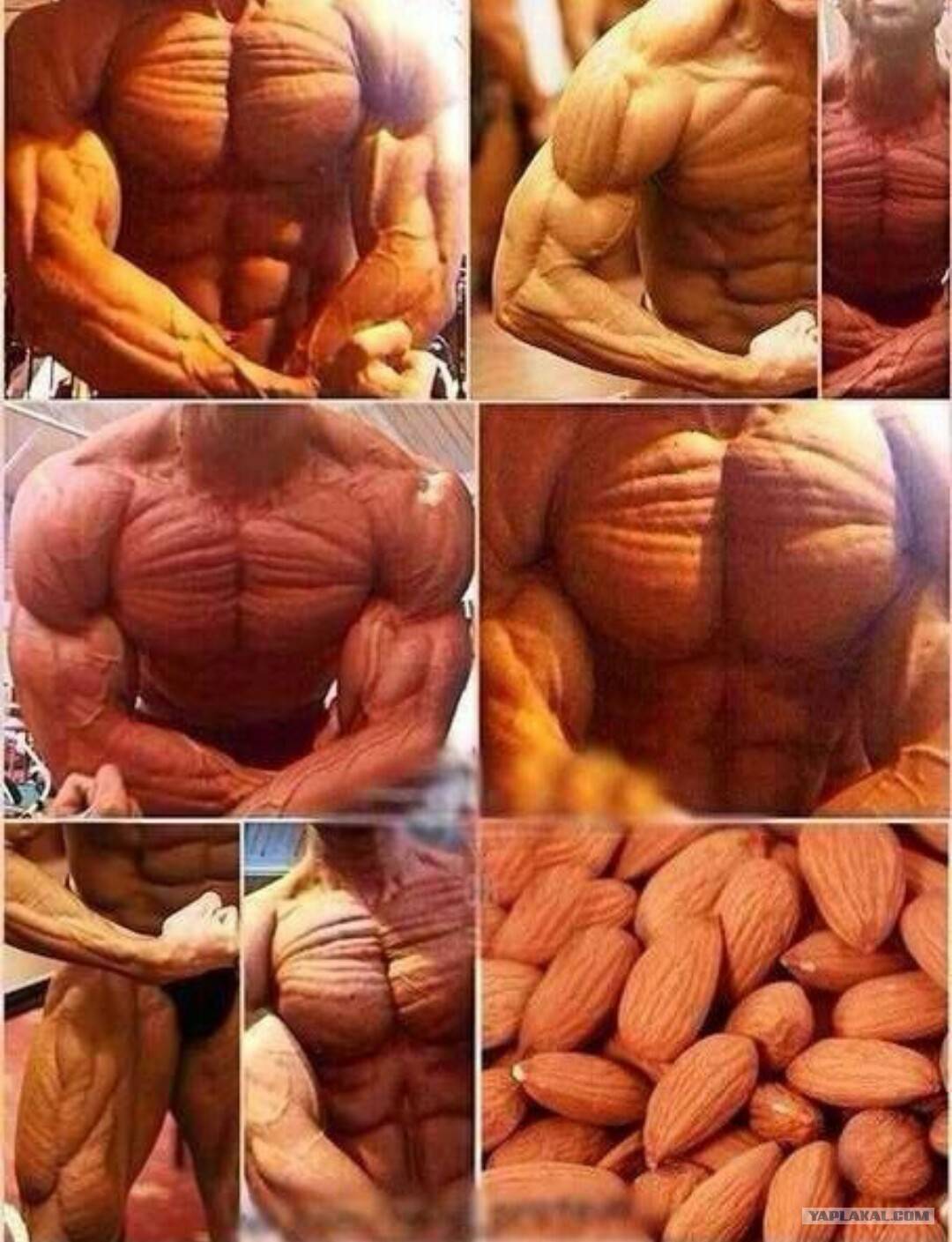 Арахис для набора мышечной массы. орехи в бодибилдинге. роль в наборе массы. орехи в бодибилдинге: польза и преимущества