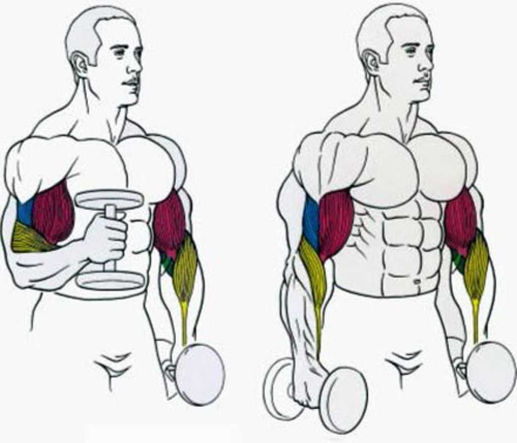Плечелучевая мышца тренировка. как накачать