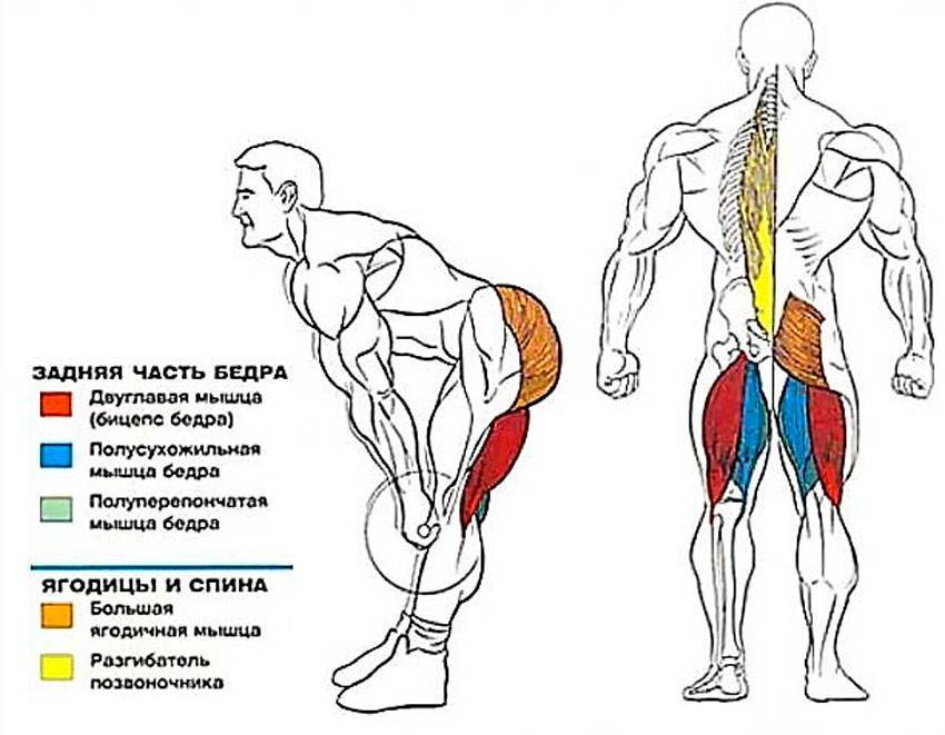 Румынская тяга: техника выполнения, какие мышцы работают