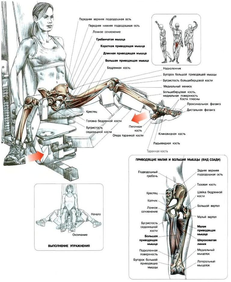 Сведение ног в тренажере: техника выполнения, какие мышцы работают, фото