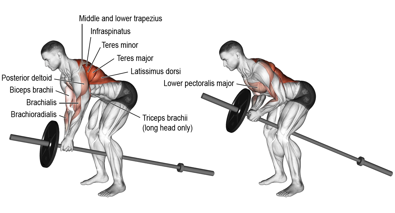 Тяга гантели к поясу в наклоне: базовое упражнение для роста широкой спины