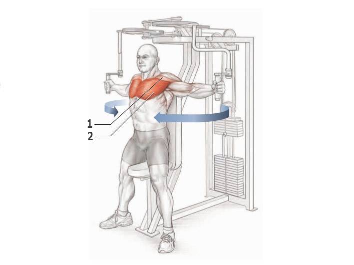 Лучшие тренажеры для грудных мышц, особенности и техника выполнения упражнений