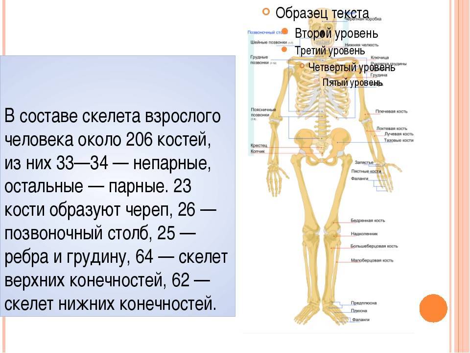Сколько весит скелет человека | marykay-4u.ru