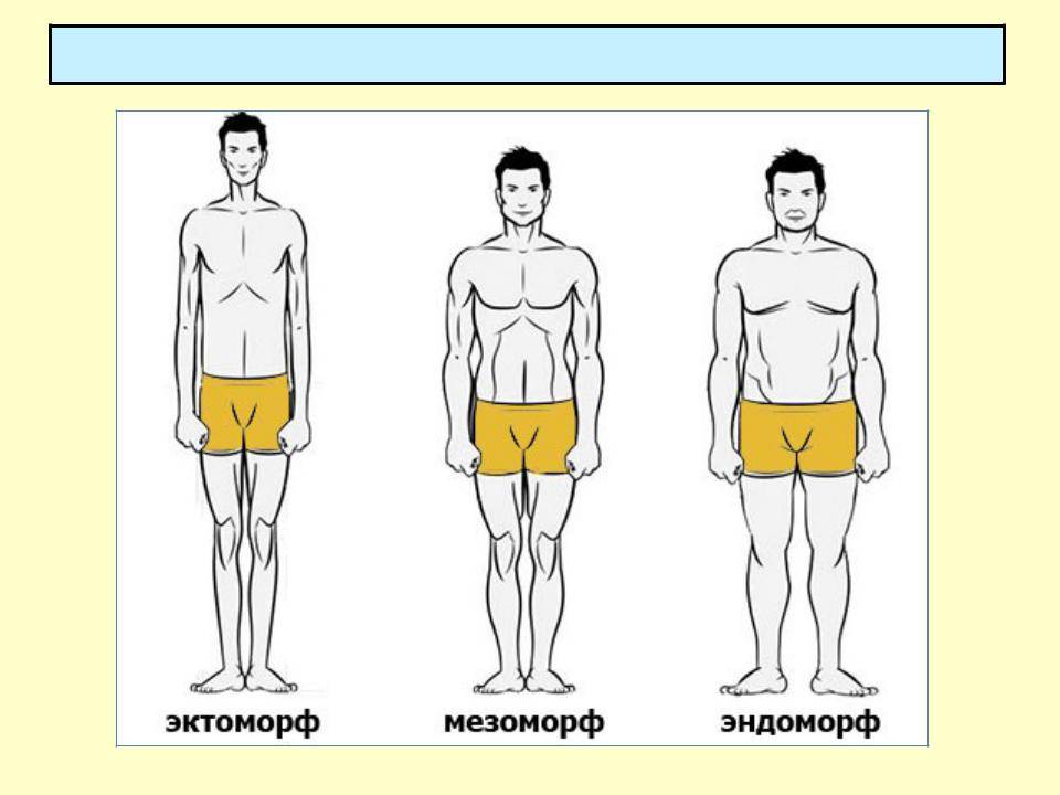 Кто ты: эндоморф, мезоморф или эктоморф?