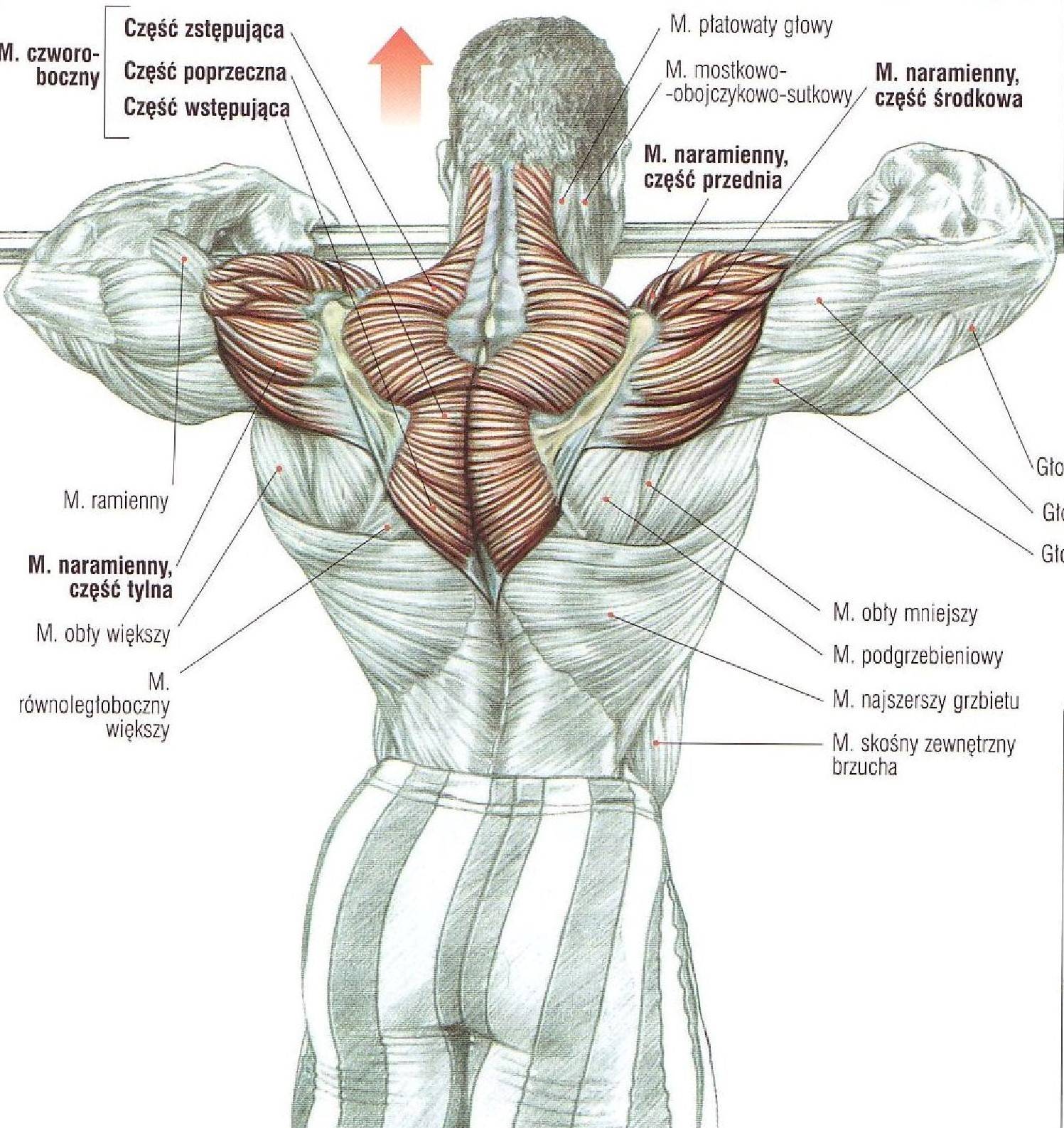Упражнения на трапецию в тренажерном зале для мужчин. упражнения для трапециевидных мышц спины | здоровое питание