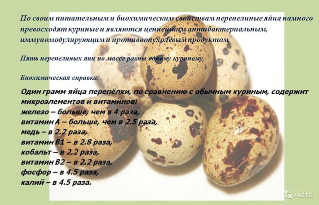 Перепелиные яйца: польза и вред для организма, как принимать