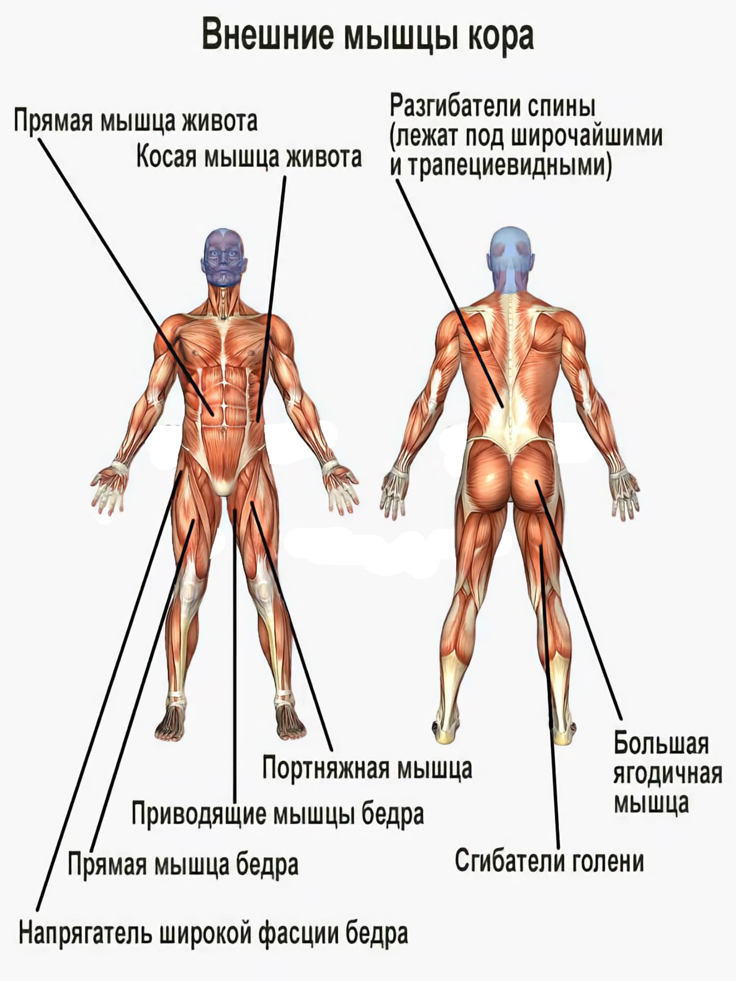 Мышцы кора: упражнения для укрепления мышц кора