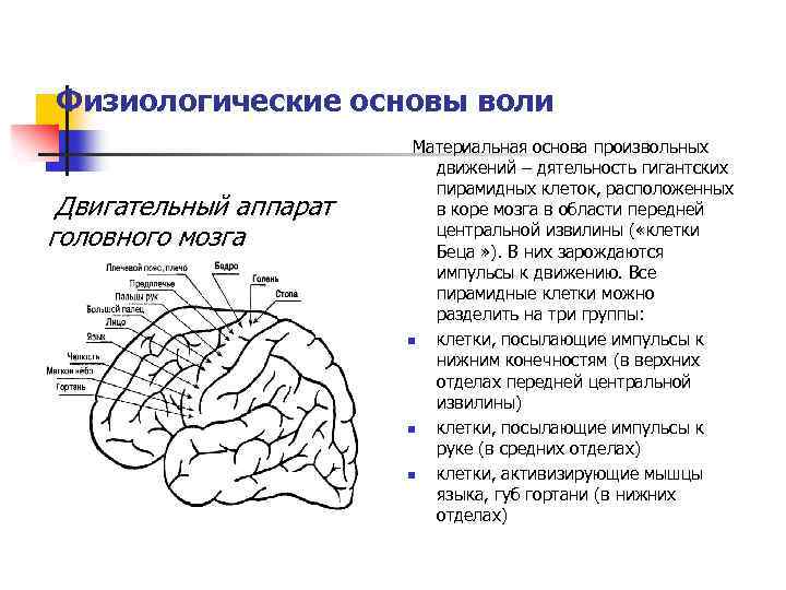 Воля - это... понятие, в чем выражается, волевые характеристики и проявление силы воли - psychbook.ru